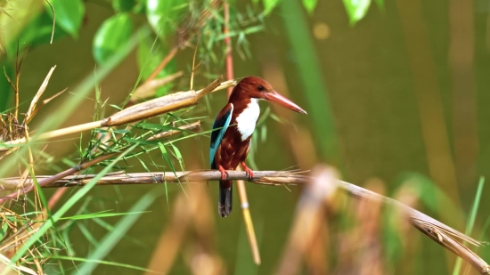 4k Stock Footage, Bird, Stork, Wading Bird, Wildlife, Beak