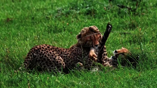 Adobe Stock Videos Free Download, Cheetah, Predator, Feline, Big Cat, Wildlife