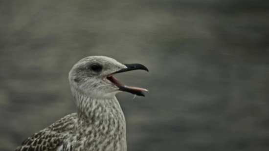 Albatross, Bird, Seabird, Aquatic Bird, Gull, Wildlife