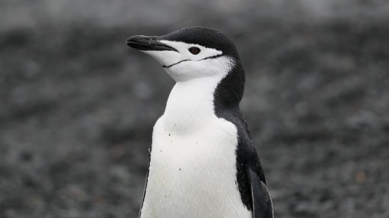 Albatross, Seabird, Bird, Aquatic Bird, Wildlife, Gull