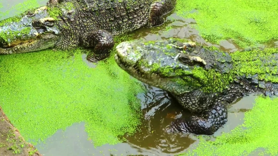 Alligator, Crocodile, Reptile, Water, River, Wild