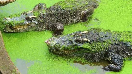 Alligator, Crocodile, Reptile, Water, Wildlife, Wild