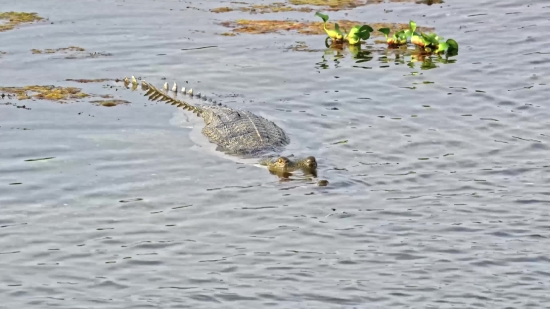 Alligator, Crocodile, Water, Reptile, Sea, Lake