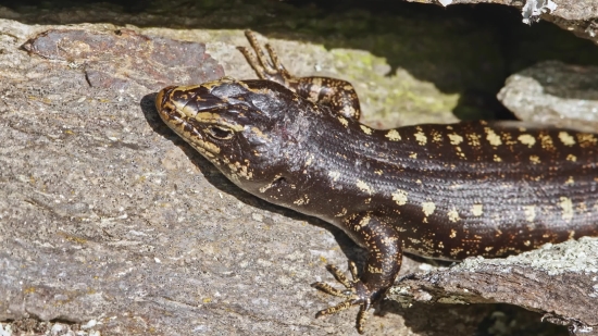 Alligator Lizard, Lizard, Reptile, Wildlife, Amphibian, Wild