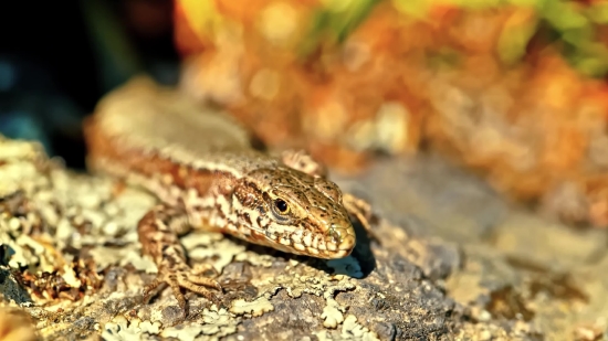 Alligator Lizard, Lizard, Reptile, Wildlife, Wild, Scale