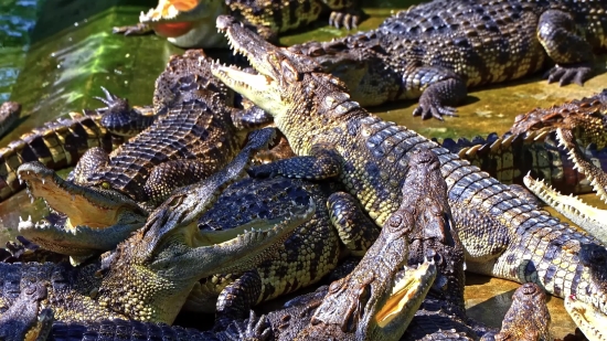 Alligator, Reptile, Crocodile, Wildlife, Wild, Dangerous