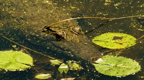 Alligator, Water, Crocodile, Reptile, River, Lake