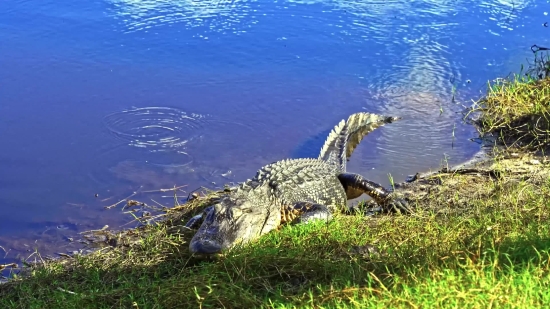 Alligator, Water, Sea, Ocean, Reptile, Coast