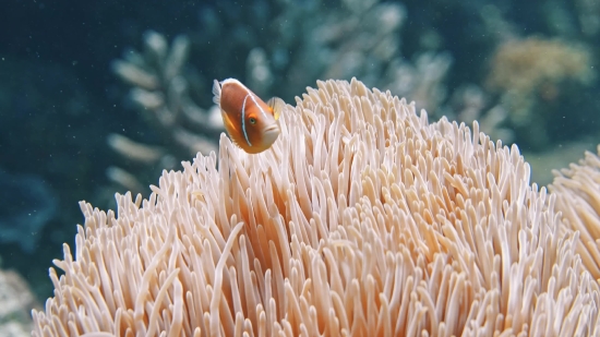 Anemone Fish, Coral, Underwater, Sea, Ocean, Tropical