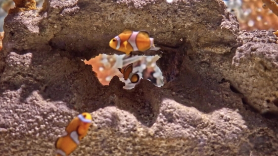 Anemone Fish, Sea, Underwater, Ocean, Coral, Tropical