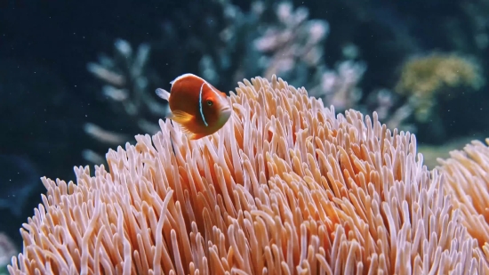 Anemone Fish, Underwater, Coral, Sea, Reef, Tropical