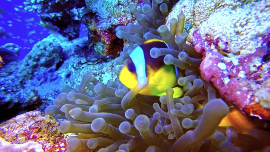 Anemone Fish, Underwater, Coral, Sea, Reef, Tropical