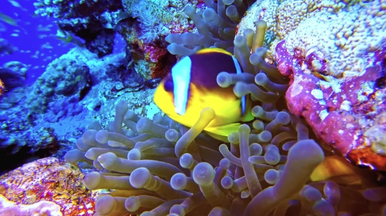 Anemone Fish, Underwater, Sea, Coral, Reef, Tropical