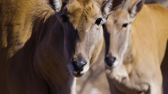 Animal, Cow, Farm, Calf, Cattle, Mammal