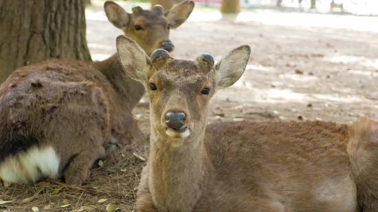 Animal, Deer, Mammal, Wildlife, Calf, Buck