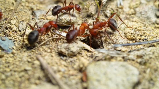 Ant, Insect, Arthropod, Invertebrate, Close, Animal