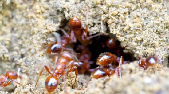 Ant, Insect, Arthropod, Invertebrate, Termite, Animal