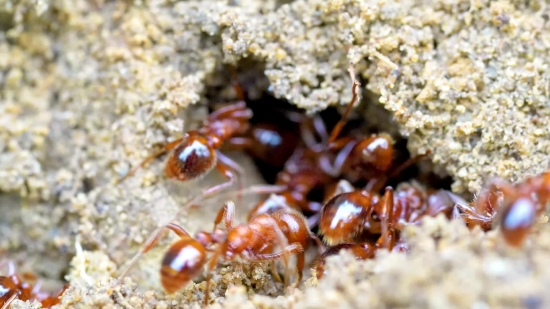 Ant, Insect, Arthropod, Invertebrate, Termite, Animal