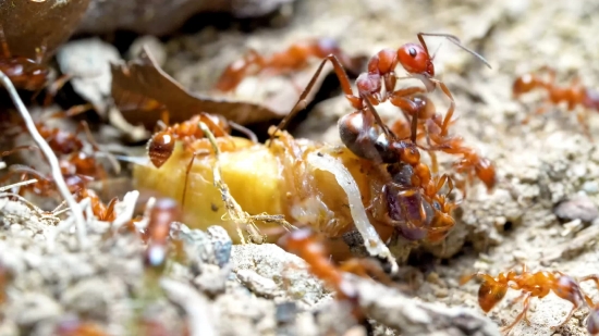 Ant, Insect, Arthropod, Invertebrate, Termite, Close