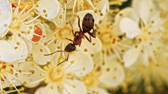 Ant, Insect, Flower, Arthropod, Blossom, Spring