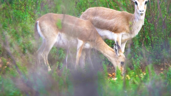 Antelope, Gazelle, Impala, Dingo, Wildlife, Wild Dog