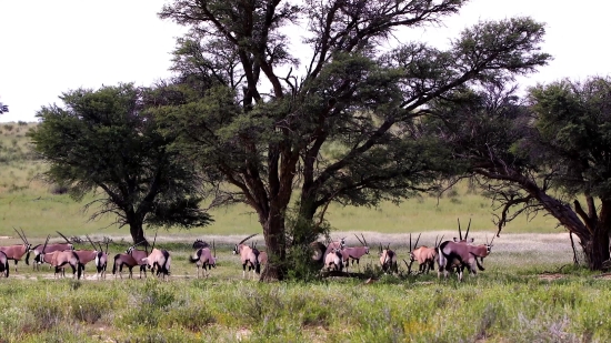 Antelope, Impala, Grass, Deer, Ranch, Caribou