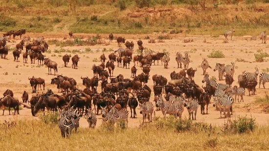 Antelope, Impala, Ruminant, Gazelle, Landscape, Wild