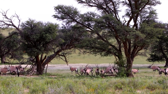 Antelope, Impala, Ruminant, Tree, Gazelle, Grass