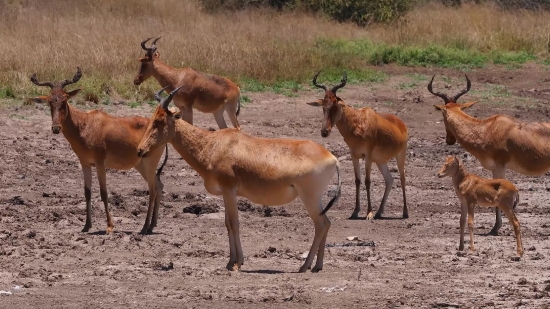 Antelope, Impala, Ruminant, Wildlife, Deer, Wild