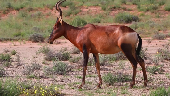 Antelope, Ruminant, Horse, Grass, Wildlife, Farm