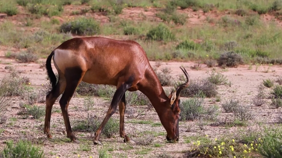 Antelope, Ruminant, Wildlife, Wild, Deer, Grass