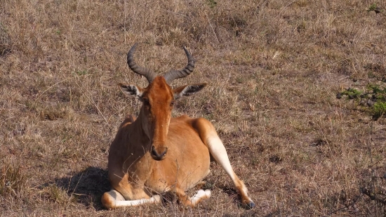 Antelope, Ruminant, Wildlife, Wild, Deer, Safari