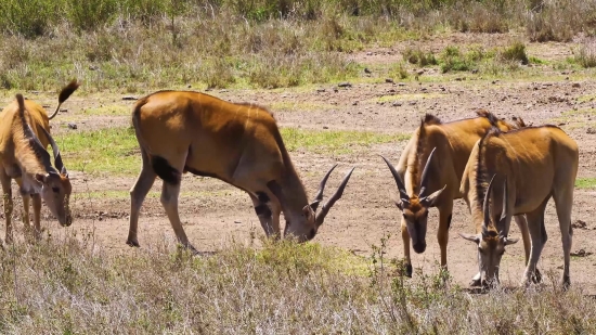 Antelope, Ruminant, Wildlife, Wild, Gazelle, Grass