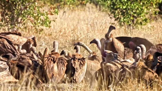 Antelope, Wheat, Impala, Wildlife, Cereal, Wild