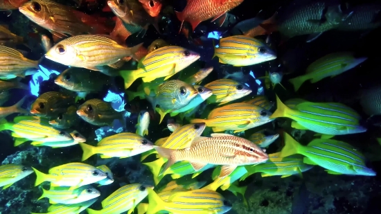 Aquarium, Fish, Snapper, Underwater, Aquatic, Food Fish