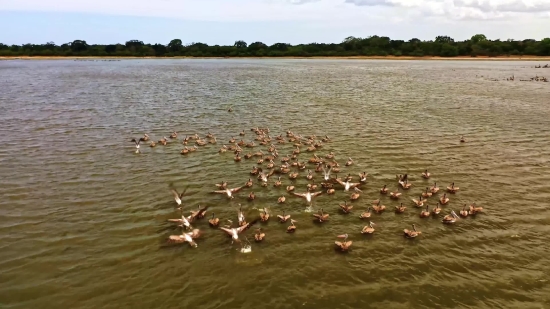 Aquatic Bird, Water, Pelican, Bird, Lake, Wading Bird