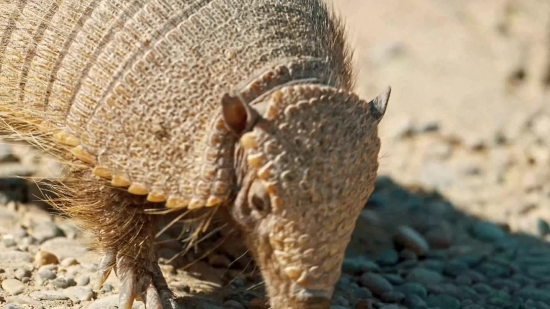 Armadillo, Mammal, Wildlife, Wild, Shell, Animals