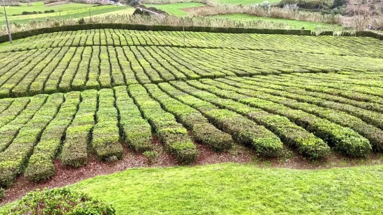 Army Stock Footage, Maze, Landscape, Agriculture, Rural, Field