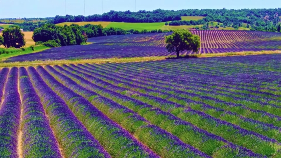 Artificial Intelligence Stock Video, Blanket, Field, Landscape, Plant, Countryside