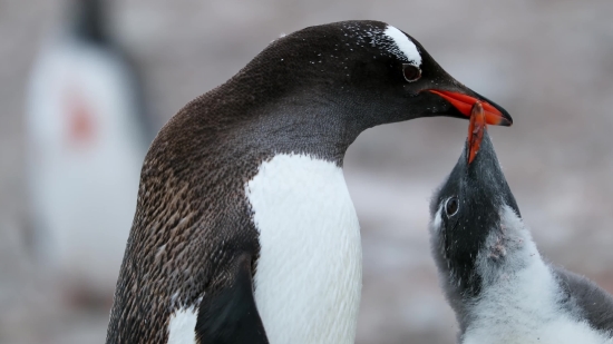 Auk, Aquatic Bird, Seabird, Bird, Wildlife, Beak