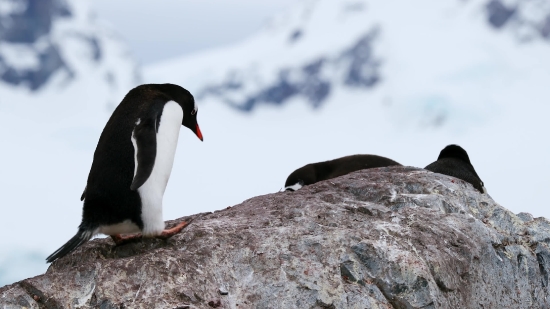 Auk, Aquatic Bird, Seabird, Bird, Wildlife, Beak