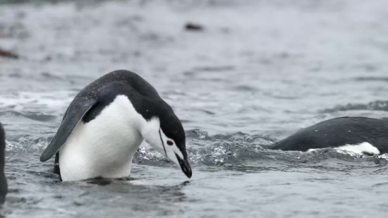 Auk, Aquatic Bird, Seabird, Bird, Wildlife, Water