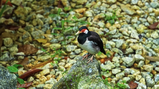 Auk, Bird, Seabird, Aquatic Bird, Wildlife, Beak