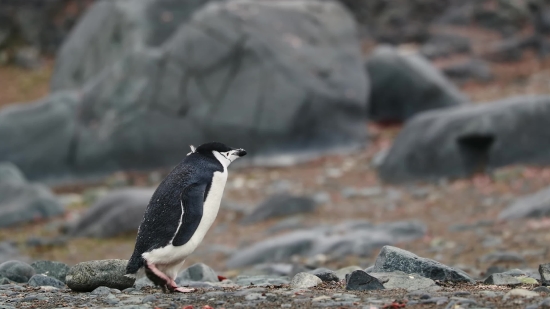 Auk, Bird, Seabird, Aquatic Bird, Wildlife, Beak