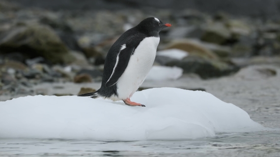 Auk, Bird, Seabird, Aquatic Bird, Wildlife, Feather