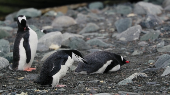 Auk, Seabird, Aquatic Bird, Bird, Penguin, Wildlife