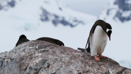 Auk, Seabird, Aquatic Bird, Bird, Penguin, Wildlife