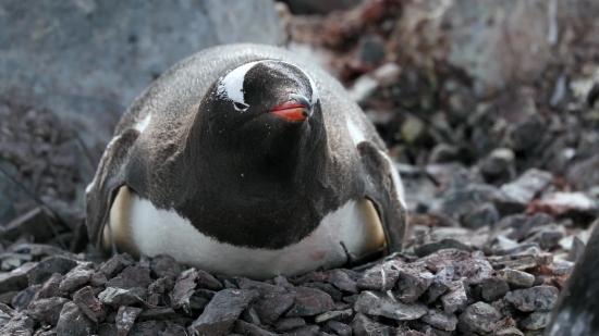 Auk, Seabird, Aquatic Bird, Bird, Penguin, Wildlife