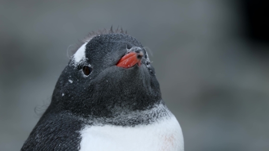 Auk, Seabird, Aquatic Bird, Bird, Vertebrate, Wildlife