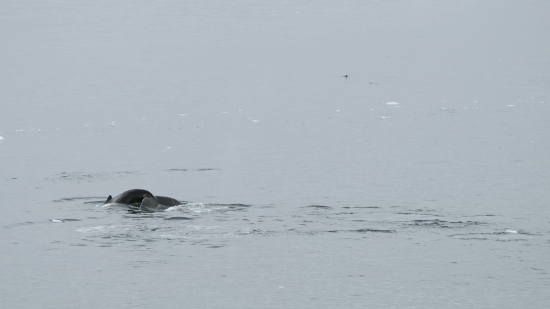 Auk, Seabird, Aquatic Bird, Bird, Water, Coot